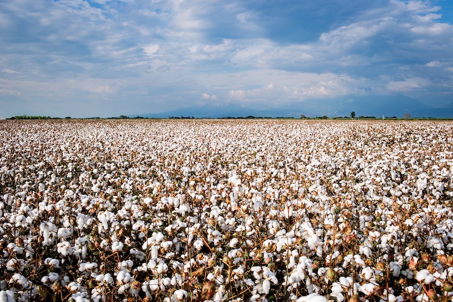 États-Unis : une ferme agricole accusée d’embaucher des immigrants blancs plutôt que des travailleurs noirs américains