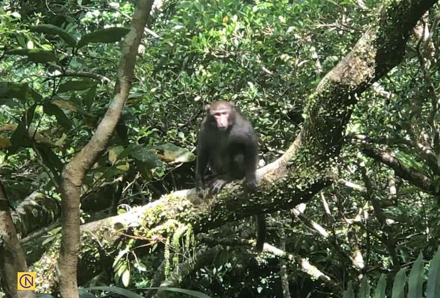 La fascinante zone de loisirs de la forêt nationale de Manyueyuan à Taïwan