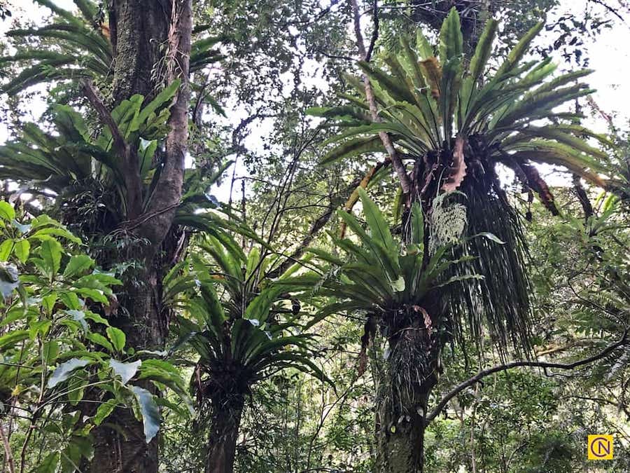 La fascinante zone de loisirs de la forêt nationale de Manyueyuan à Taïwan