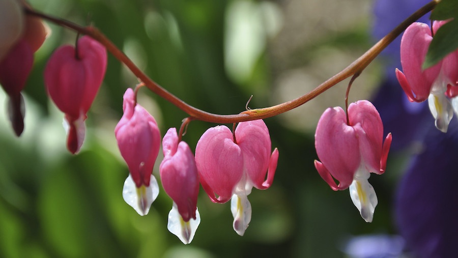 Comment percer les mystères du coeur humain