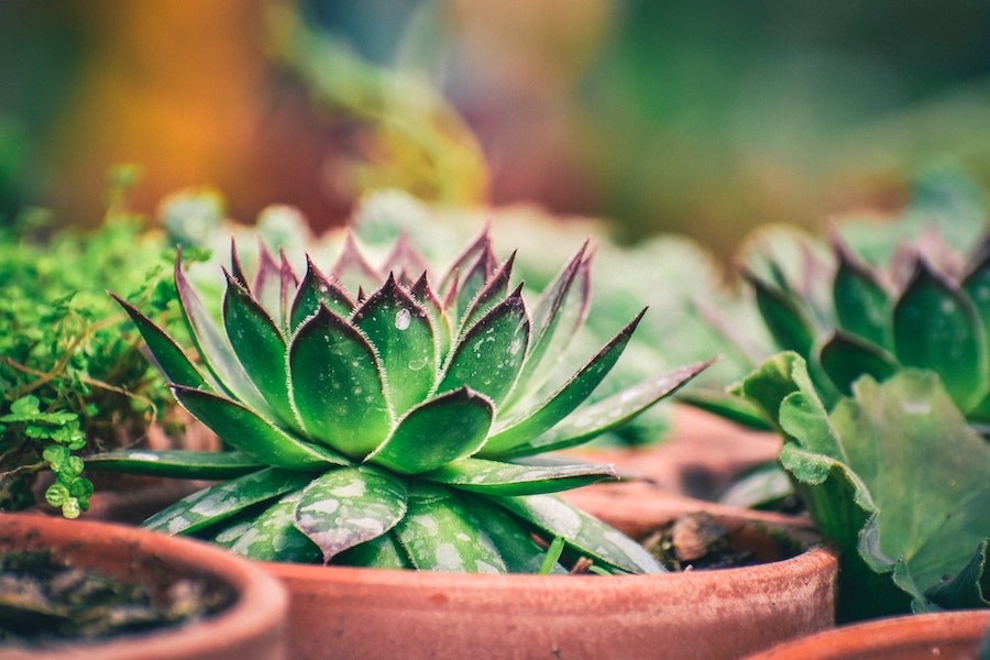 Les plantes seraient-elles des êtres sensibles