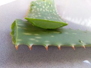 L’aloe vera : une des plantes curatives les plus puissantes de la nature