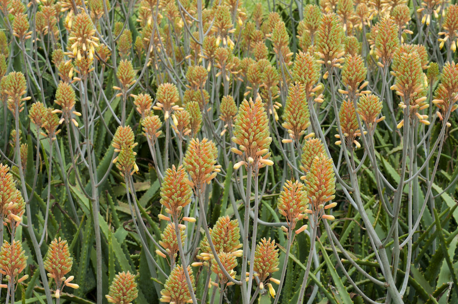 L’aloe vera : une des plantes curatives les plus puissantes de la nature