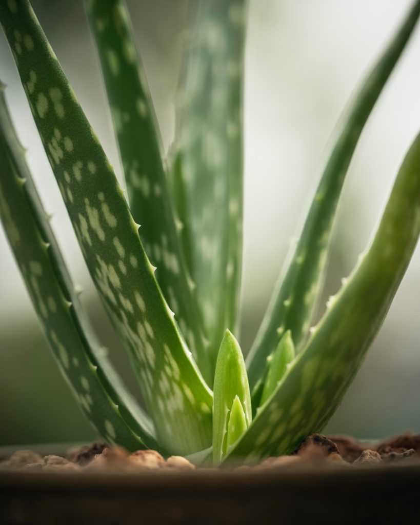 L’aloe vera : une des plantes curatives les plus puissantes de la nature