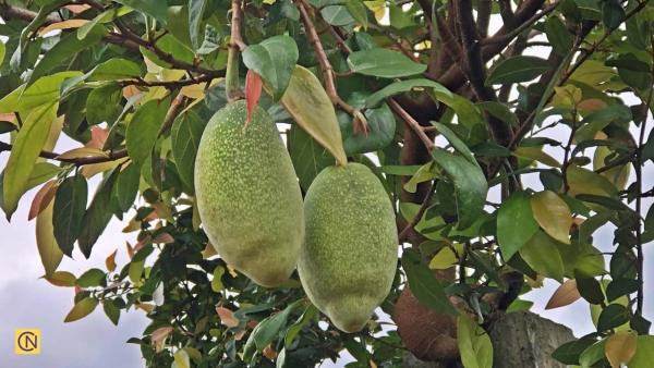 Connaissez-vous l’aiyu, cette plante qui ne pousse qu’à Taïwan