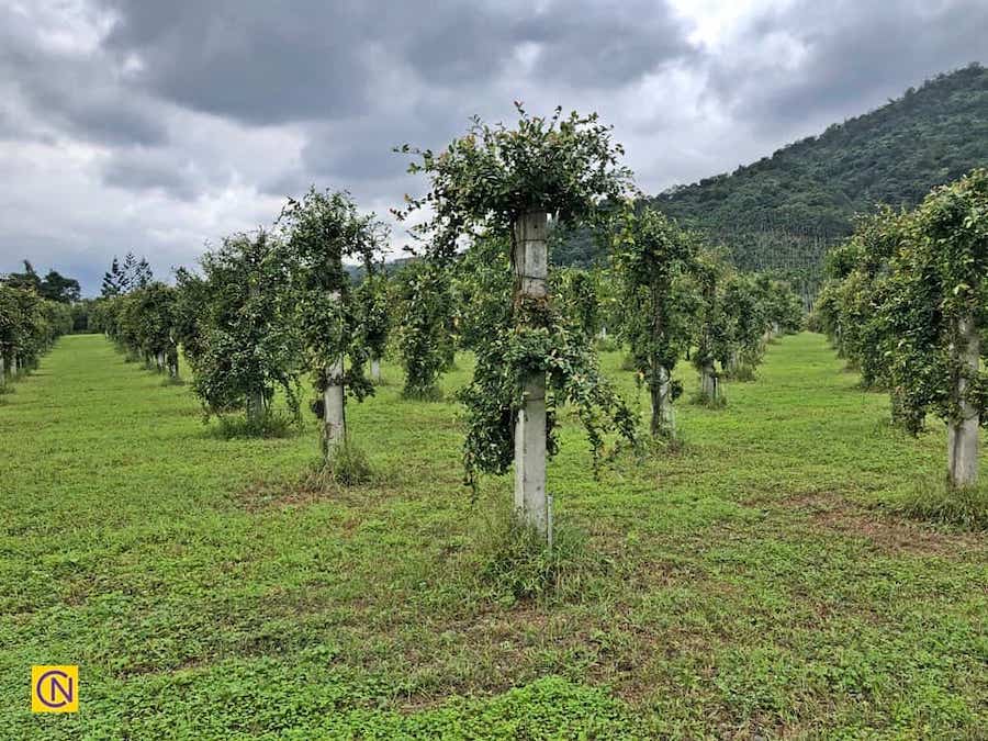 Connaissez-vous l’aiyu, cette plante qui ne pousse qu’à Taïwan