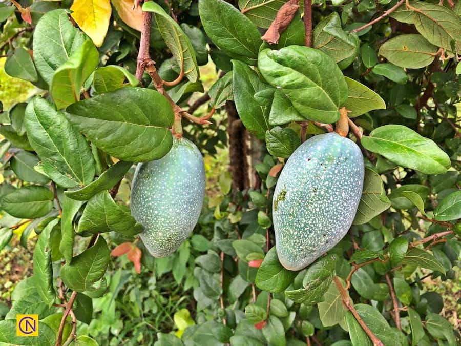 Connaissez-vous l’aiyu, cette plante qui ne pousse qu’à Taïwan