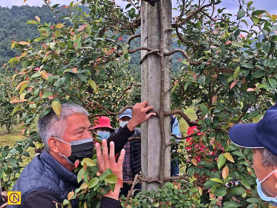 Connaissez-vous l’aiyu, cette plante qui ne pousse qu’à Taïwan