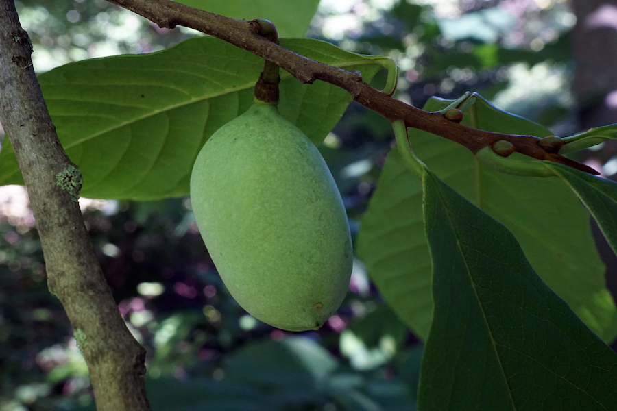 À la cueillette des plantes sauvages et comestibles : plantes et fruits d’automne