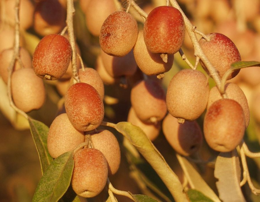 À la cueillette des plantes sauvages et comestibles : plantes et fruits d’automne