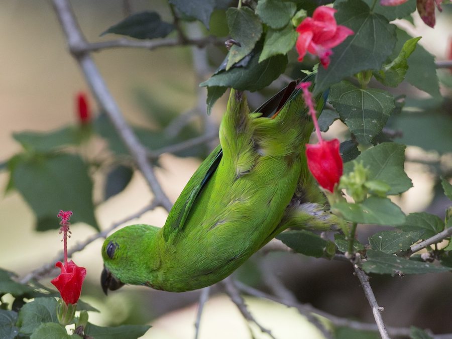 Associations symbiotiques : cinq relations fascinantes entre la flore et la faune