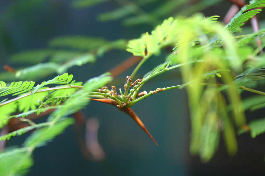 Associations symbiotiques : cinq relations fascinantes entre la flore et la faune