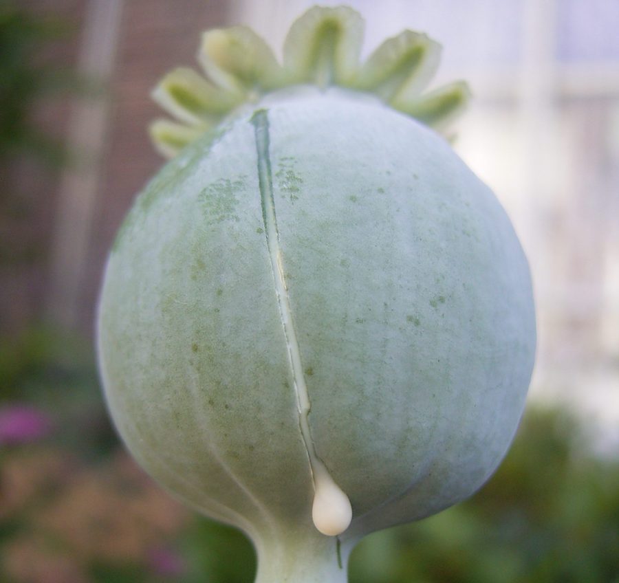 Le pavot à opium : la plante qui a révolutionné la médecine et qui  alimente la crise des opioïdes