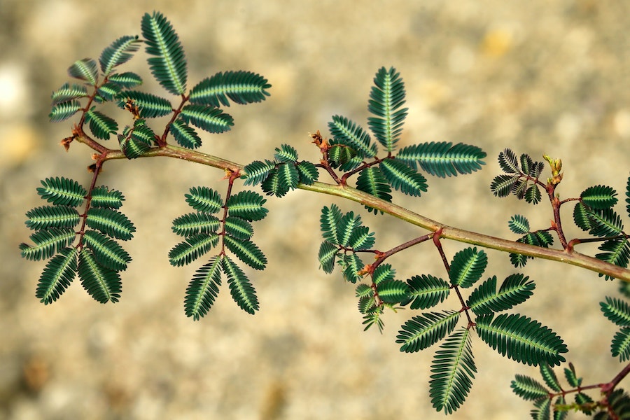 Les plantes communiquent et certaines sont même capables de compter