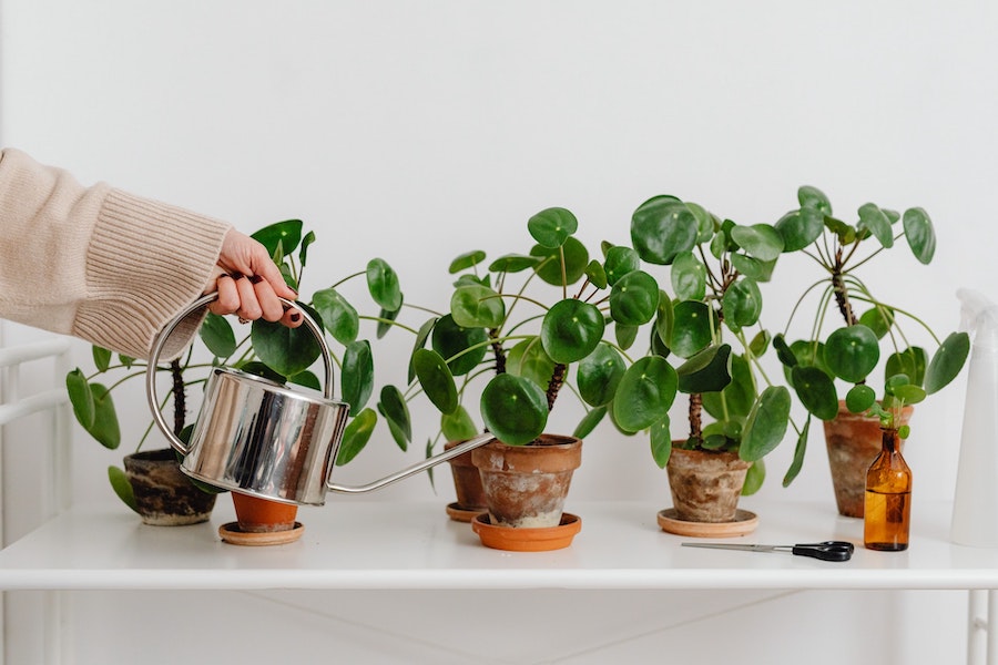 Quand les plantes communiquent à travers la musique 