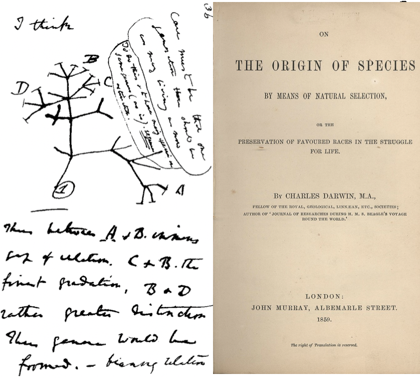 Théorie de l’évolution : les faits occultés par la théorie de Darwin