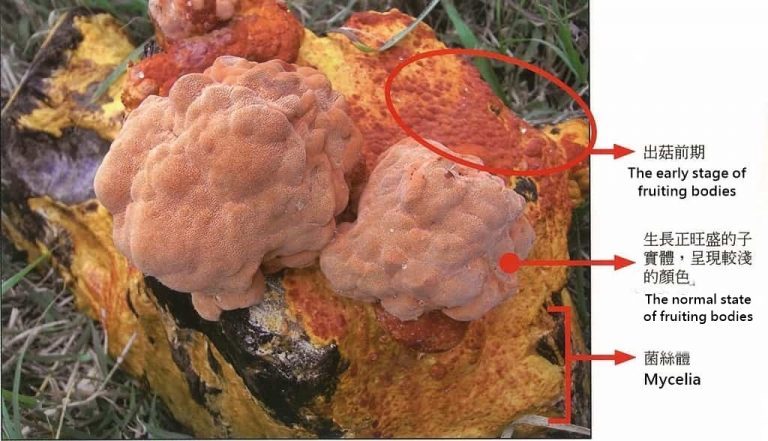 Antrodia cinnamomea : le champignon endémique, trésor national de Taïwan