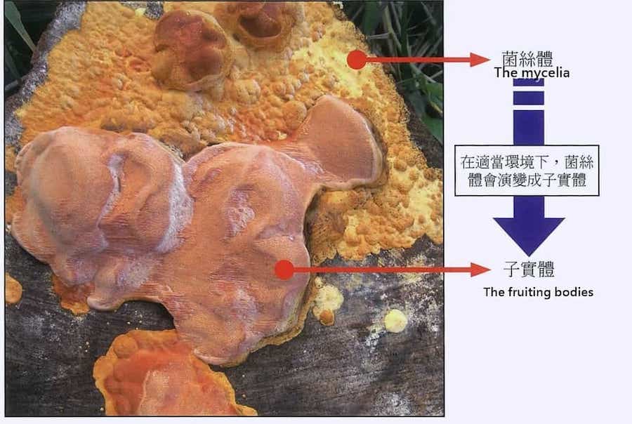 Antrodia cinnamomea : le champignon endémique, trésor national de Taïwan