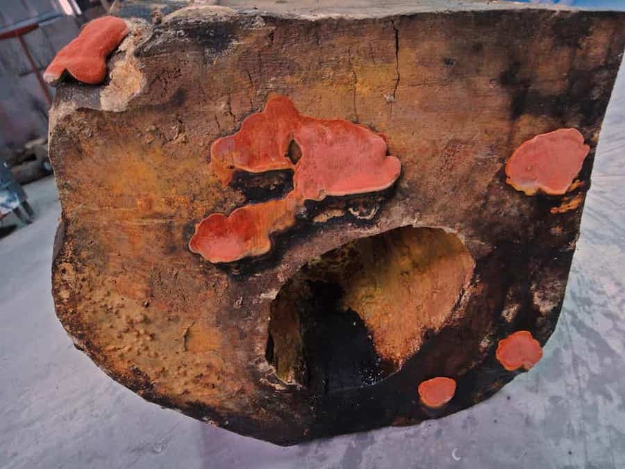 Antrodia cinnamomea : le champignon endémique, trésor national de Taïwan