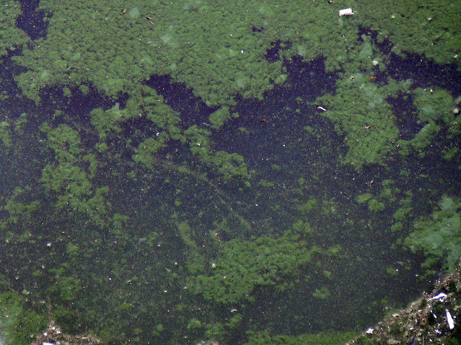 Les bienfaits de la spiruline, l’algue aux multiples vertus 