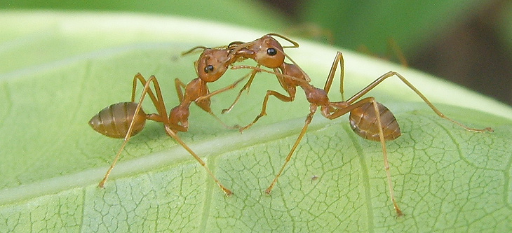 La stratégie pour lutter contre les parasites sans pesticide, au temps de la Chine ancienne