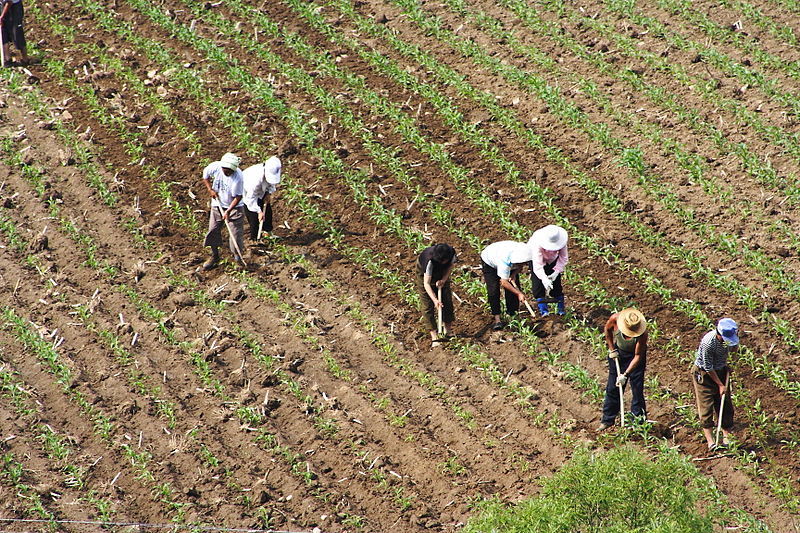 La stratégie pour lutter contre les parasites sans pesticide, au temps de la Chine ancienne