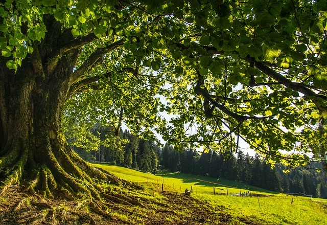 La sylvothérapie ou l’art de renouer avec la nature pour se régénérer