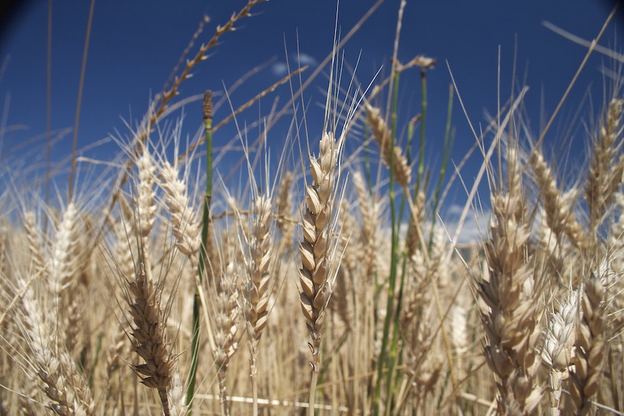 Qu’est-il arrivé au blé et à certains autres aliments de base
