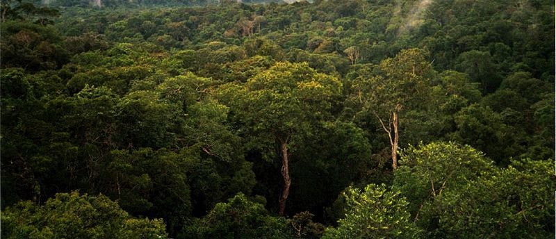 Chefs-d’œuvre de la nature : premier recensement scientifique des espèces d’arbres à travers le monde