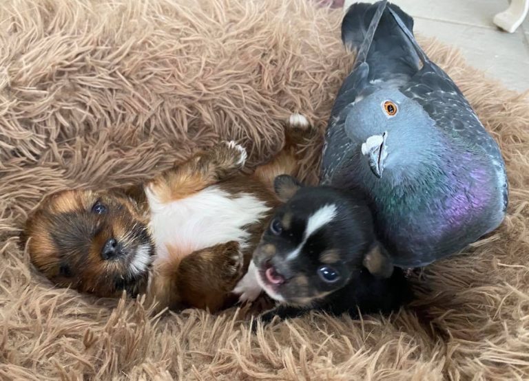 Fondation Mia, États-Unis : un pigeon incapable de voler tisse des liens avec des chiots handicapés