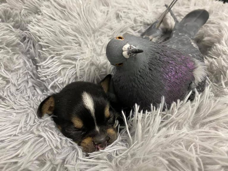 Fondation Mia, États-Unis : un pigeon incapable de voler tisse des liens avec des chiots handicapés