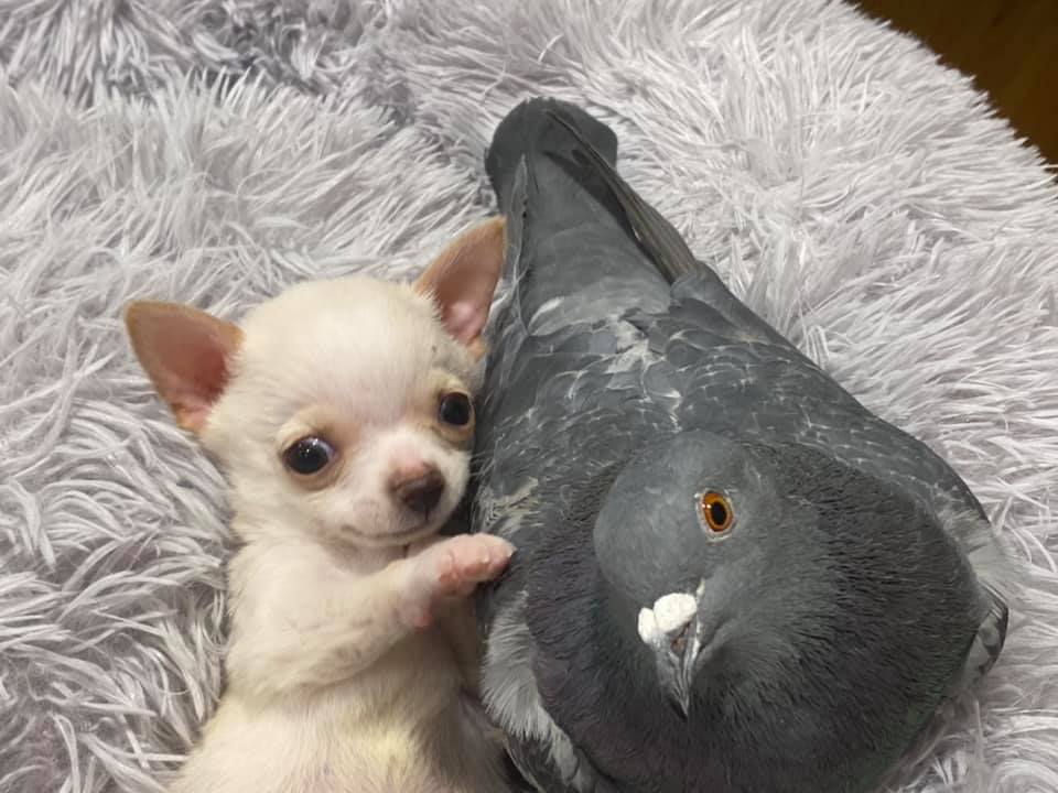 Fondation Mia, États-Unis : un pigeon incapable de voler tisse des liens avec des chiots handicapés