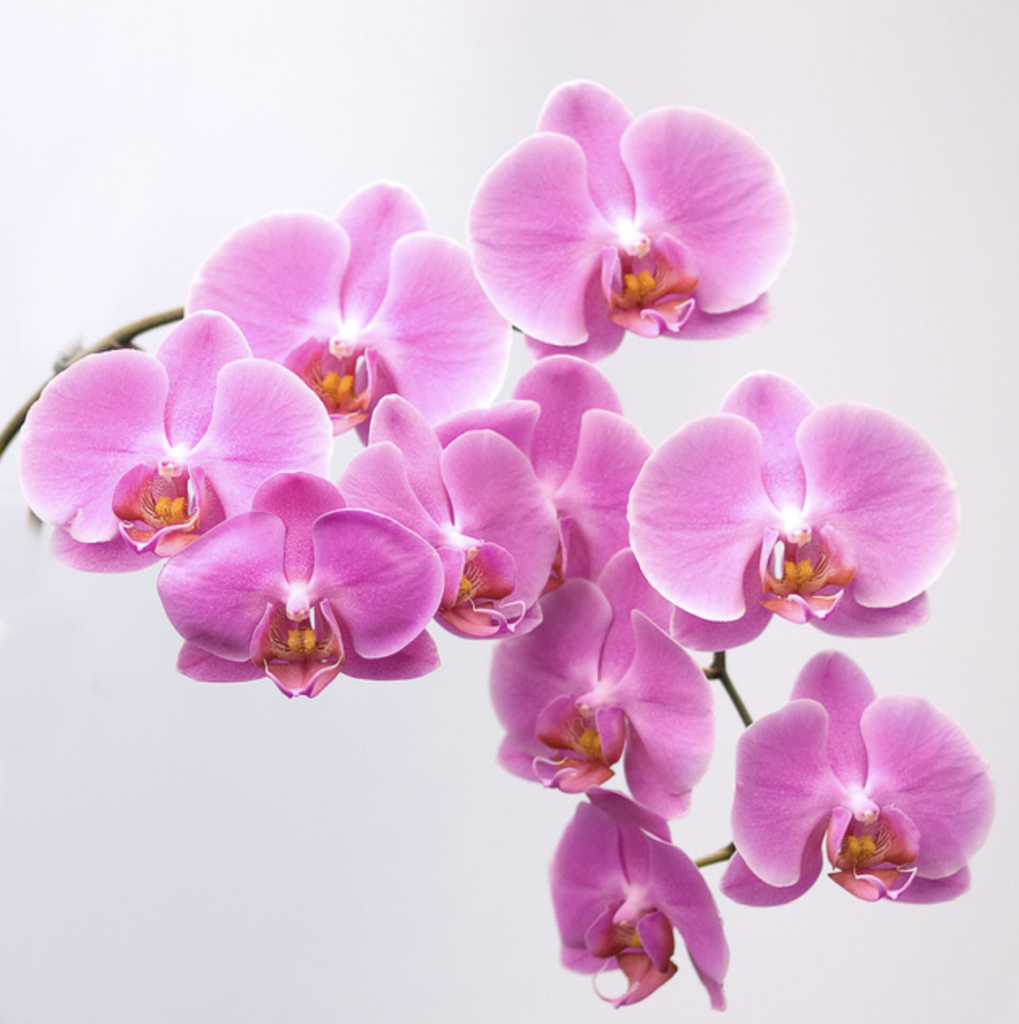 L’orchidée, symbole de grâce et d’élégance en Chine