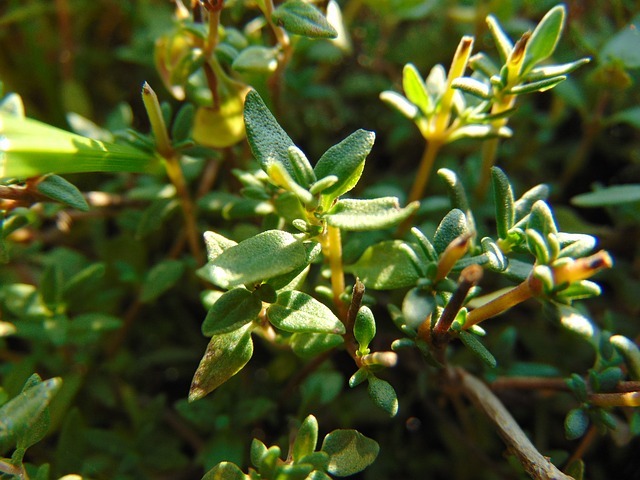 Les plantes aromatiques, c’est la santé à portée de main