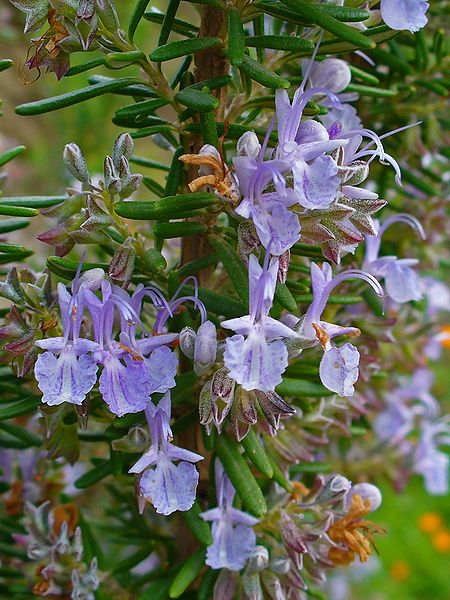 Les plantes aromatiques, c’est la santé à portée de main