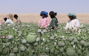 Afghanistan : la culture du pavot à opium interdite par les Talibans sous peine de sévères sanctions