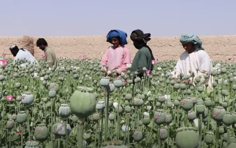 Afghanistan : la culture du pavot à opium interdite par les talibans sous peine de sévères sanctions