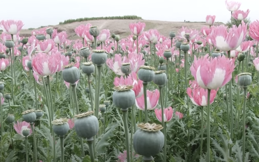 Afghanistan : la culture du pavot à opium interdite par les talibans sous peine de sévères sanctions 