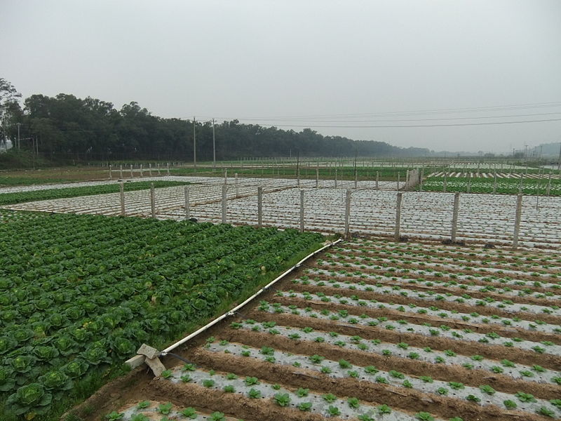 Désertification : les agriculteurs chinois délaissent leurs cultures pour se conformer aux restrictions anti-Covid