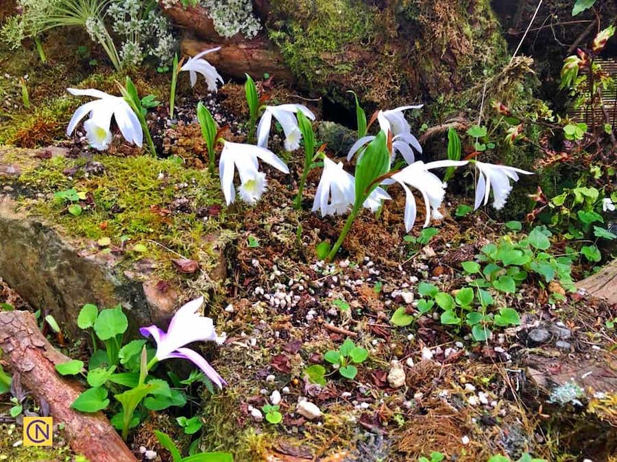 La ferme expérimentale de Mei Feng Highland, une ferme saisissante dans les hautes terres de Taïwan