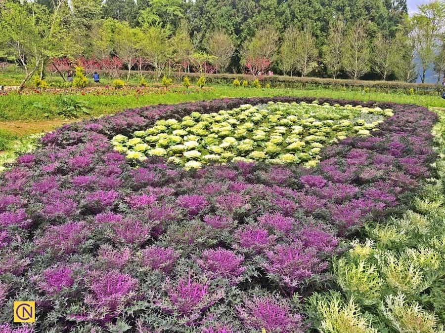 La ferme expérimentale de Mei Feng Highland, une ferme saisissante dans les hautes terres de Taïwan