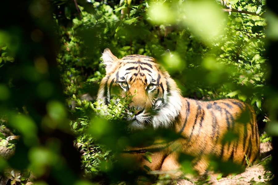 Le peuple Solega, une tribu indienne qui coexiste en harmonie avec les tigres