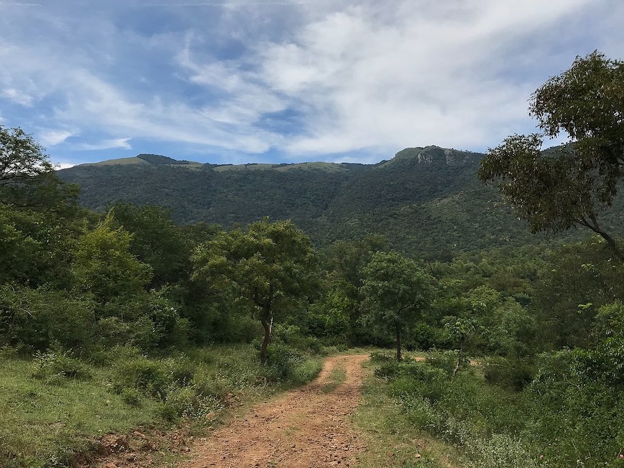 Le peuple Solega, une tribu indienne qui coexiste en harmonie avec les tigres