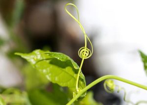 Les plantes musiciennes sont une porte sur une nouvelle relation entre le règne végétal et humain (1/2)