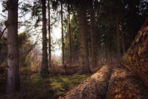 La vie secrète des arbres – les habitudes communautaires et altruistes de la forêt