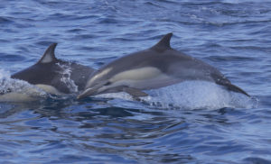 La Russie utilise des dauphins à des fins militaires en mer Noire pour protéger une base navale