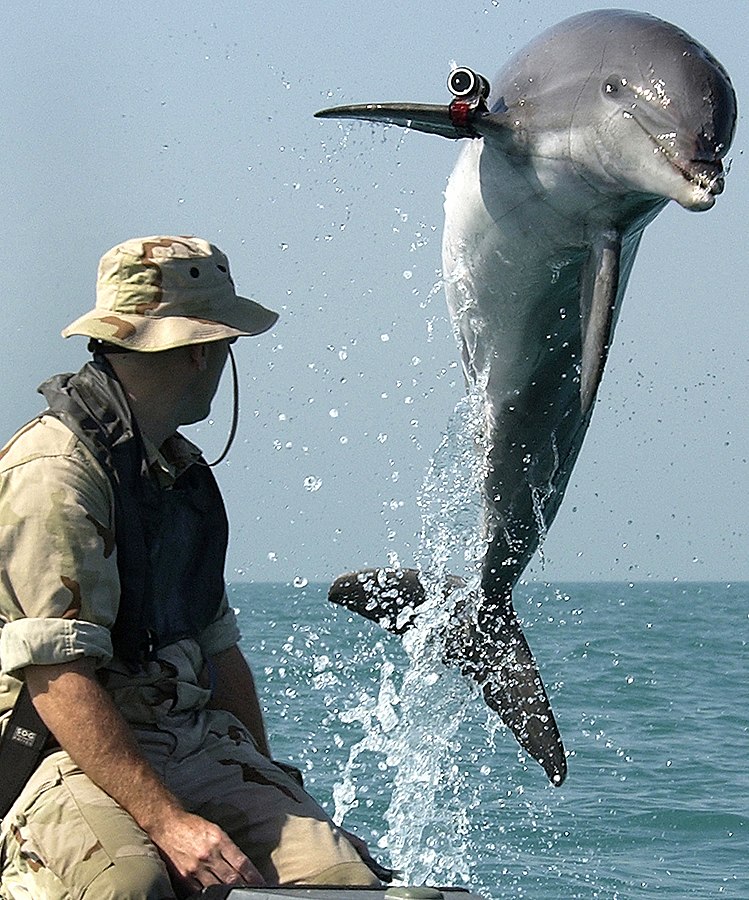 La Russie utilise des dauphins à des fins militaires en mer Noire pour protéger une base navale