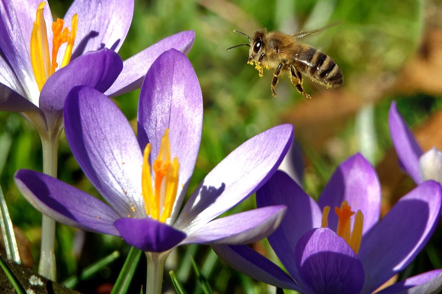 Au Canada, l’effondrement des colonies d’abeilles pourrait entraîner des pertes de plusieurs milliards de dollars