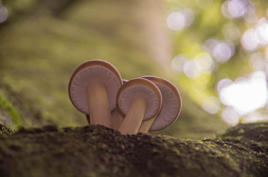 Les champignons mangeurs de polymères peuvent-ils résoudre notre problème de plastique 