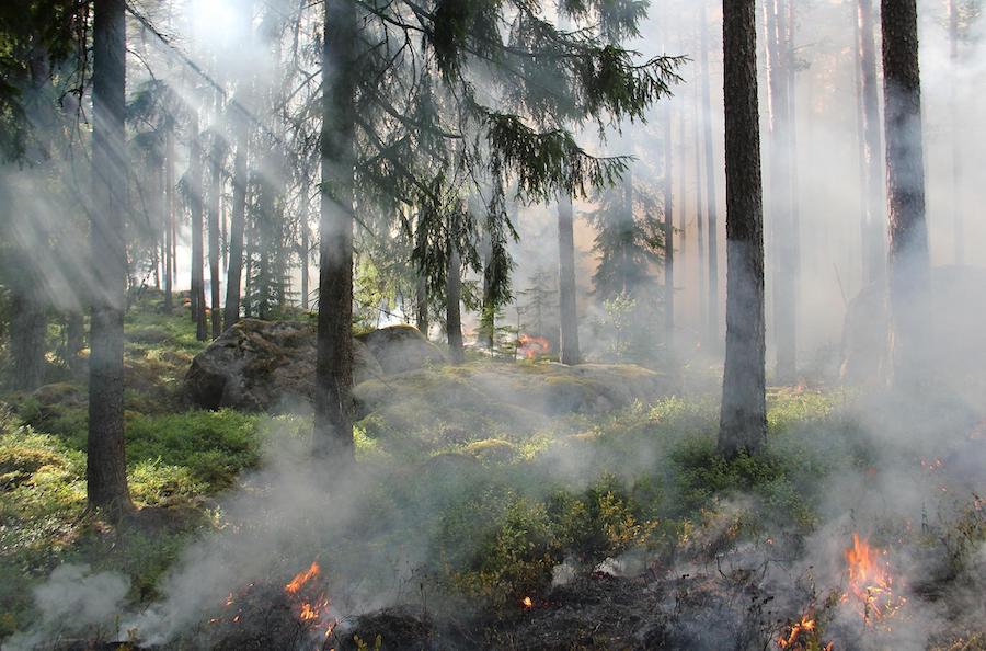 Les fondements actuels sur la conservation de la nature menacent-ils l’environnement 